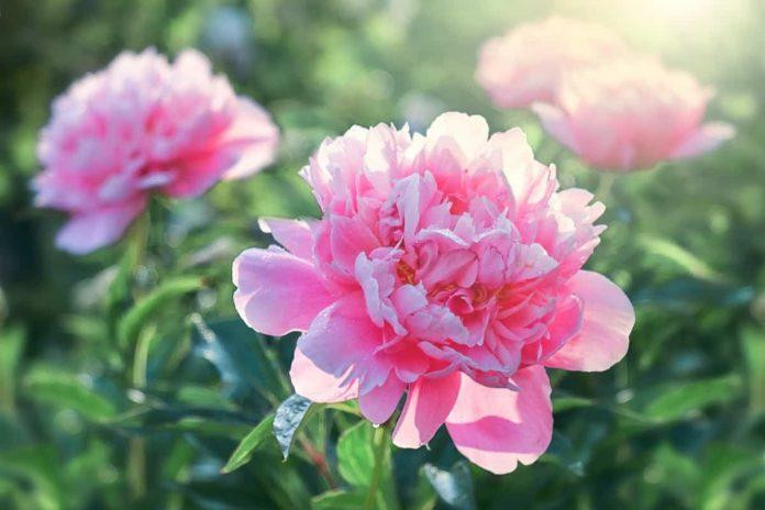 12 loài hoa tượng trưng cho 12 tháng sinh tiết lộ điều gì về con người bạn?