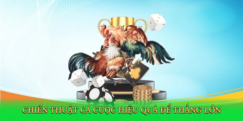 Đá Gà Thomo – Sàn Đấu Huyền Thoại Cùng RED88