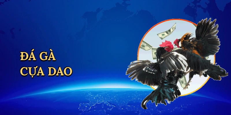 Đá gà cựa dao