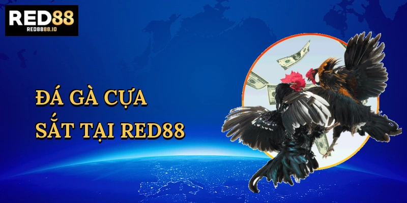 da-ga-cua-sat-tai-red88-1