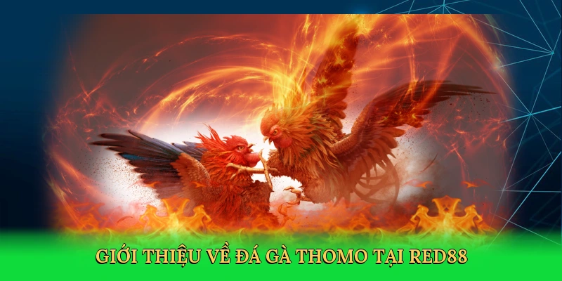 Đá Gà Thomo – Sàn Đấu Huyền Thoại Cùng RED88