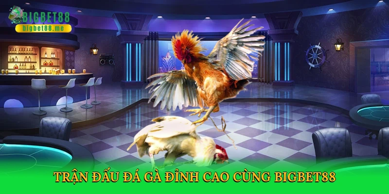 Đá Gà Miền Nam – Cá Cược Kịch Tính Tại Bigbet88