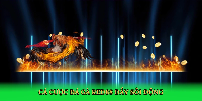 Đá Gà Trực Tiếp Thomo Red88 – Cá Cược Kịch Tính