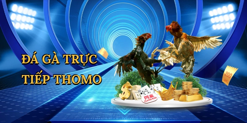 Đá gà trực tiếp Thomo