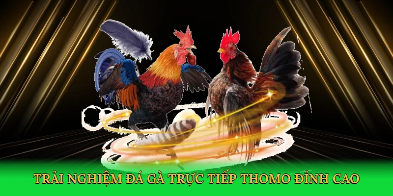 Đá Gà Trực Tiếp Thomo Red88 – Cá Cược Kịch Tính