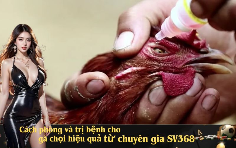 Cách phòng và trị bệnh cho gà chọi hiệu quả từ chuyên gia SV368