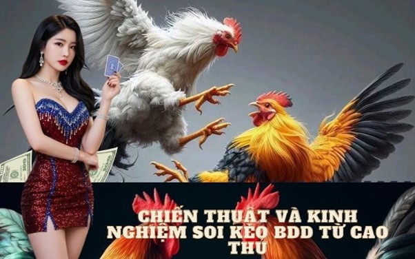 Tìm hiểu về kèo BDD trong các trận đá gà: Bí kíp chinh phục mọi trận đấu