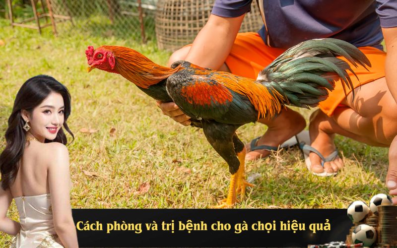 Phương pháp trị bệnh đậu gà